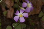 Violet woodsorrel